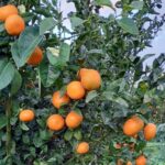 Clementine, le strategie di Apofruit
