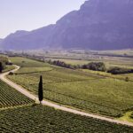 Il Pinot Grigio delle Venezie chiude il 2020 nel segno della positività