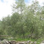 Olive in Trentino, più 40% rispetto al record del 2018. Giovedì a confronto le regioni produttive del nord est Italia e della Slovenia