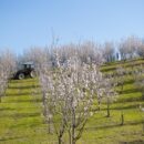 La passeggiata dei mandorli in fiore, 7 marzo 2021