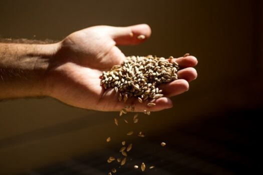 Birra Amarcord è sempre più italiana: utilizzato oltre il 90% di malto d’orzo made in Italy