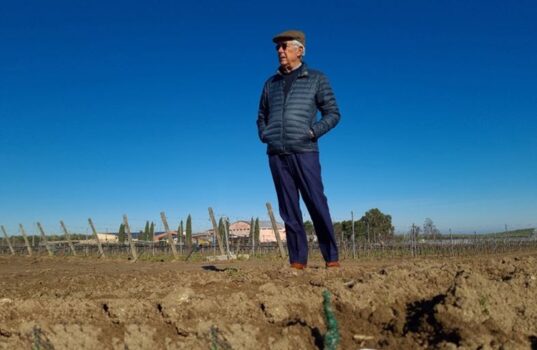 In Puglia rubate 35.000 barbatelle alla Cantina Rivera