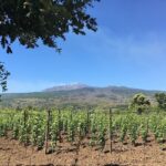 Ai piedi dell'Etna nasce "Tenuta Ferrata": la cantina che festeggia il centenario di Virlinzi