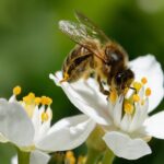 Il LIDL in prima linea per la biodiversità: in fase di sviluppo il primo standard sulla biodiversità in agricoltura