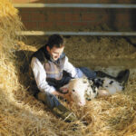 Formaggi più buoni grazie ad un chip: la rivoluzione Pro Caseus - Intermizoo parte dal toro