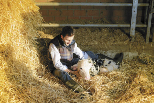 Formaggi più buoni grazie ad un chip: la rivoluzione Pro Caseus – Intermizoo parte dal toro