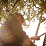 FRANTOIO BONAMINI E LA VITTORIA DELL’OLIO BUONO