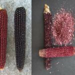 Mais viola: dalla sua pannocchia coloranti naturali e integratori alimentari
