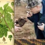 #VinoItaliaNews: BIODIVESITA' VITIVINICOLA - FAO E AGROECOLOGIA, NON GIOCHIAMO COL DNA DELLA VITIS VINIFERA 