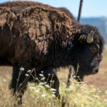 Carni Pregiate di Massimiliano Gatti: etica e tecnologia al servizio dei Bisonti