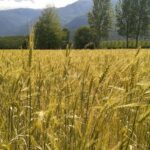 Nasce la birra cento per cento Valle Susa e tornano a vivere gli antichi pani alpini