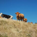 In Alta Valtaro (PR), è tutto bio!