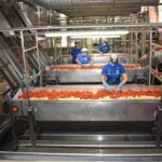 Pomodoro, Conserve Italia pronta ad assumere oltre 1.300 lavoratori stagionali