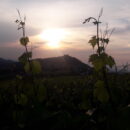 Calyx Turismo: TRAMONTO DiVino Alla cantina Ca’ del Ge’… passeggiata panoramica al tramonto sulla costa del vento, con visita cantina e degustazione di vini