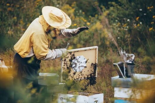 Alfonsino adotta 60mila api per contribuire alla salvaguardia della specie e preservare la biodiversità