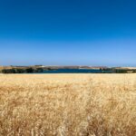 Sgambaro Campagna grano 2021: proteine a oltre il 15% per la varietà Marco Aurelio