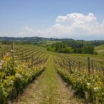 Domenico Clerico: Visadì Langhe Dolcetto DOC