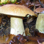 Alta Valtaro la stella è il porcino igp