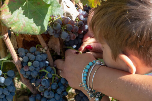 Cupertinum, la vendemmia in Salento, è una gioia anche per i bambini ciechi