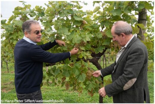 Perlage Winery, Altromercato e Germinal stanno per inaugurare la filiera 4.0