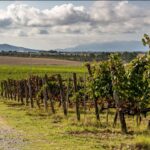 Tenute Toscane: ecco come sarà la vendemmia dalla Maremma a Montalcino