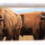 Sua Maestà il Bisonte a I Primi d’Italia