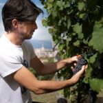 Vigna della Regina festeggia la sua decima vendemmia Doc