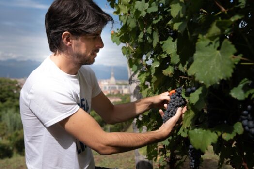 Vigna della Regina festeggia la sua decima vendemmia Doc