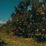 Danni e previsioni stagione agrumicola 2021 2022