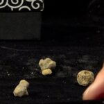 A Pergola l’asta per 'il tartufo più piccolo al mondo'. Il bianco pregiato battuto a 2milioni di euro al chilo