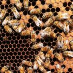 Covid-19: le api bioindicatori con BeeNet