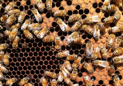 Covid-19: le api bioindicatori con BeeNet