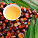 Olio di palma sostenibile per il clima