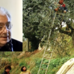 Olio Geniale, i migliori extra vergine di oliva per l'uso quotidiano - Intervista a Gino Celletti