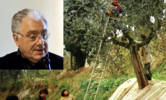 Olio Geniale, i migliori extra vergine di oliva per l’uso quotidiano – Intervista a Gino Celletti