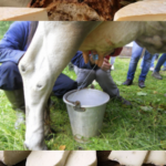 Difendere l’origine Dop-Igp del made in Italy è un dovere- L’Europa deve piantarla di essere Giano bifronte, di pisciare fuori dallo scorbino