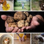 Tutto sul tartufo, dalla caccia alla degustazione