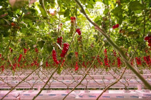 Fri-el Green House, 20 ettari di nuove serre verso un’agricoltura a impatto zero