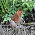 Malesia: il progetto di riforestazione Regrow Borneo per far fronte alla crisi climatica e costruire un modello di sostenibilità