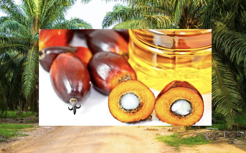 L’olio di palma potrebbe ‘’causare il 90% dei casi di cancro’’ ?  – Allarme infondato secondo EUFIC