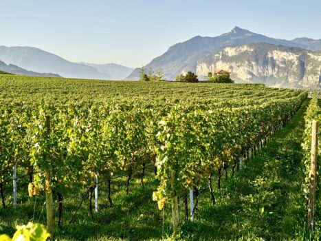 La-Vis_Codros, il Rosso delle feste