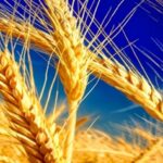 Solidarietà, resilienza, transizione in Agricoltura... meglio riscoprire e valorizzare i nostri tesori dimenticati, i grani antichi