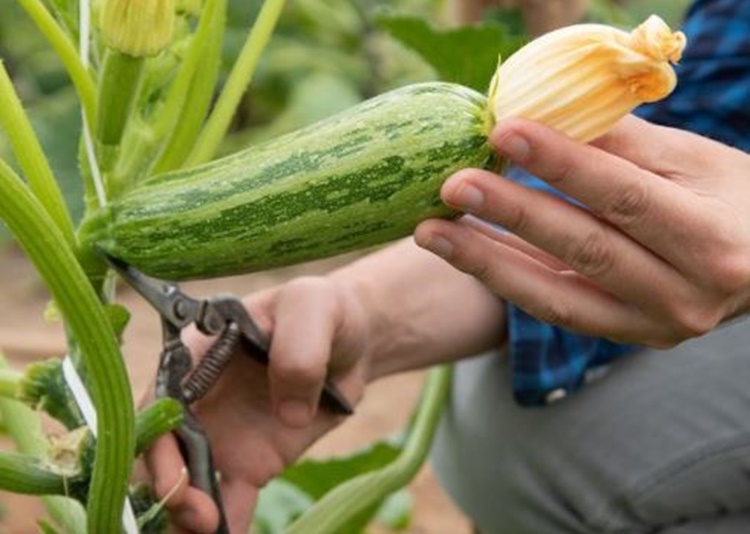 La zucchina Crü, fiore all’occhiello di Colle d’Oro: crescono ettari e produzione