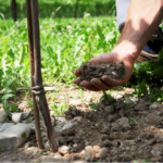 Il Prosecco DOC viaggia sempre più deciso sulle frequenze della sostenibilità