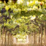 I vini d'Abruzzo debuttano a Parigi e continuano a correre negli USA