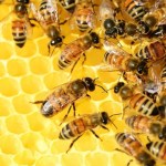 Salviamo le api! L’impegno green di Codè Crai Ovest insieme a 3Bee per la biodiversità