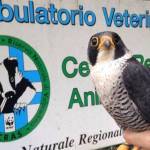 WWF-SWiPE report: LOMBARDIA PRIMA REGIONE PER ILLECITI DENUNCIATI ... anche SQUALI!!