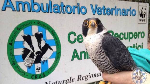 WWF-SWiPE report: LOMBARDIA PRIMA REGIONE PER ILLECITI DENUNCIATI … anche SQUALI!!