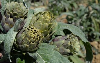 In Sicilia nasce un nuovo Presidio Slow Food: il carciofo di Niscemi