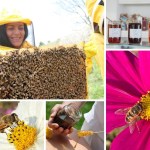World Bee Day, il 20 maggio 2022 torna l'appuntamento